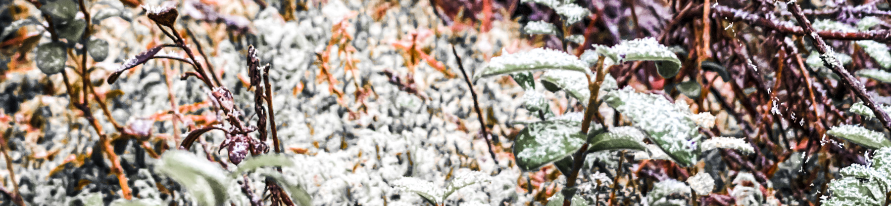 Suomen L&auml;&auml;k&auml;reiden Balint-yhdistys